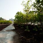 Newly planted trees destined for Pier 1 (near Old Fulton Street) and Pier 6 (near Atlantic Avenue) sit at an acclimation site getting used to the environment.